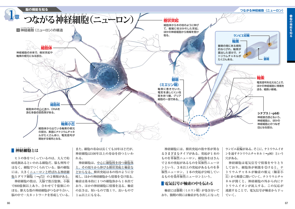 大人のための図鑑 脳と心のしくみ／池谷裕二 監修 | 新星出版社